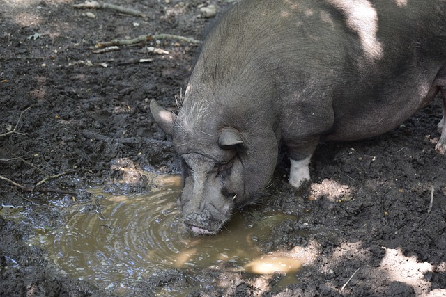 在库里的比 在库里的比