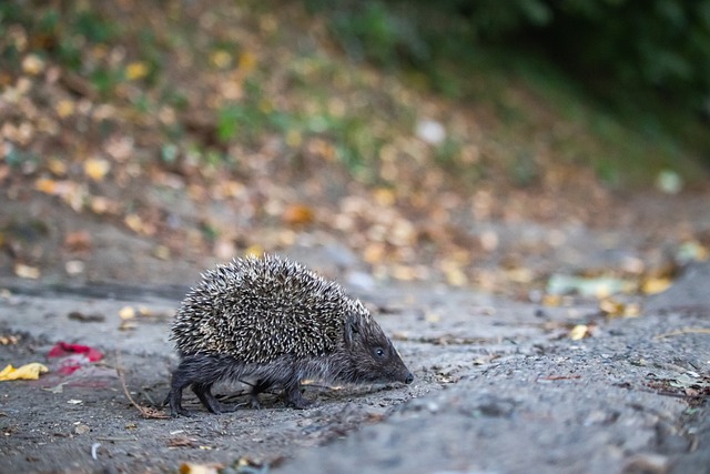 引发了外界 引发了外界